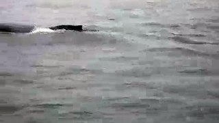 Humpback Whales - Farallones, San Francisco, CA -3-