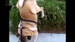 A Velha - Vol. 15 - Cachorros Engraçados - Abril 2016 - Vídeo de Cães (Funny Dog Videos 2016)