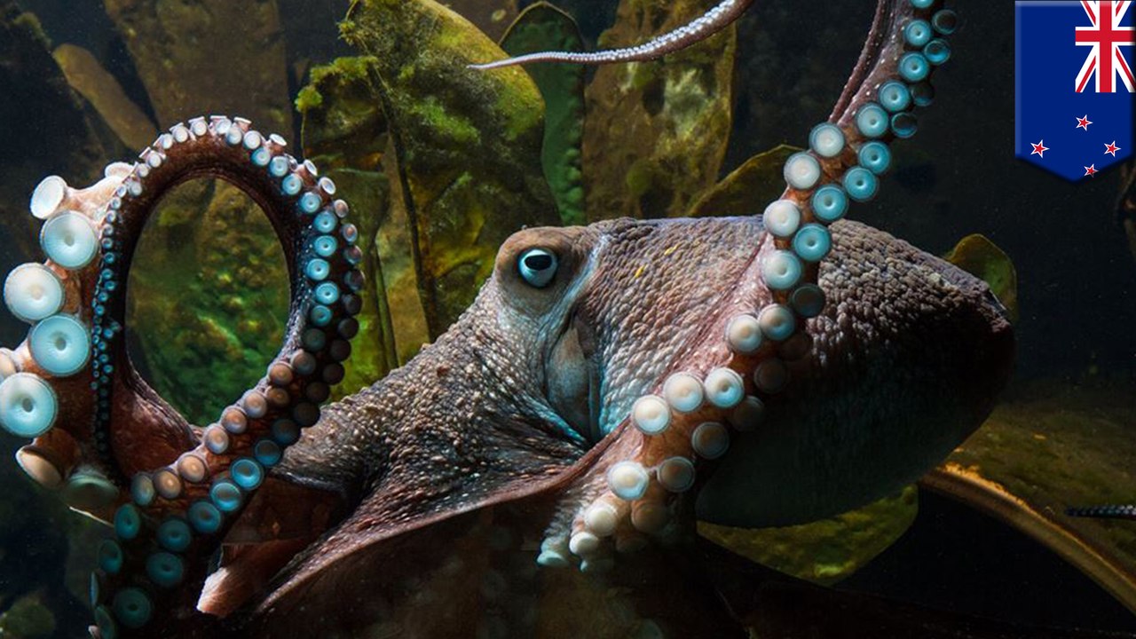 Inky the octopus makes a daring escape from New Zealand’s aquarium into the Pacific ocean