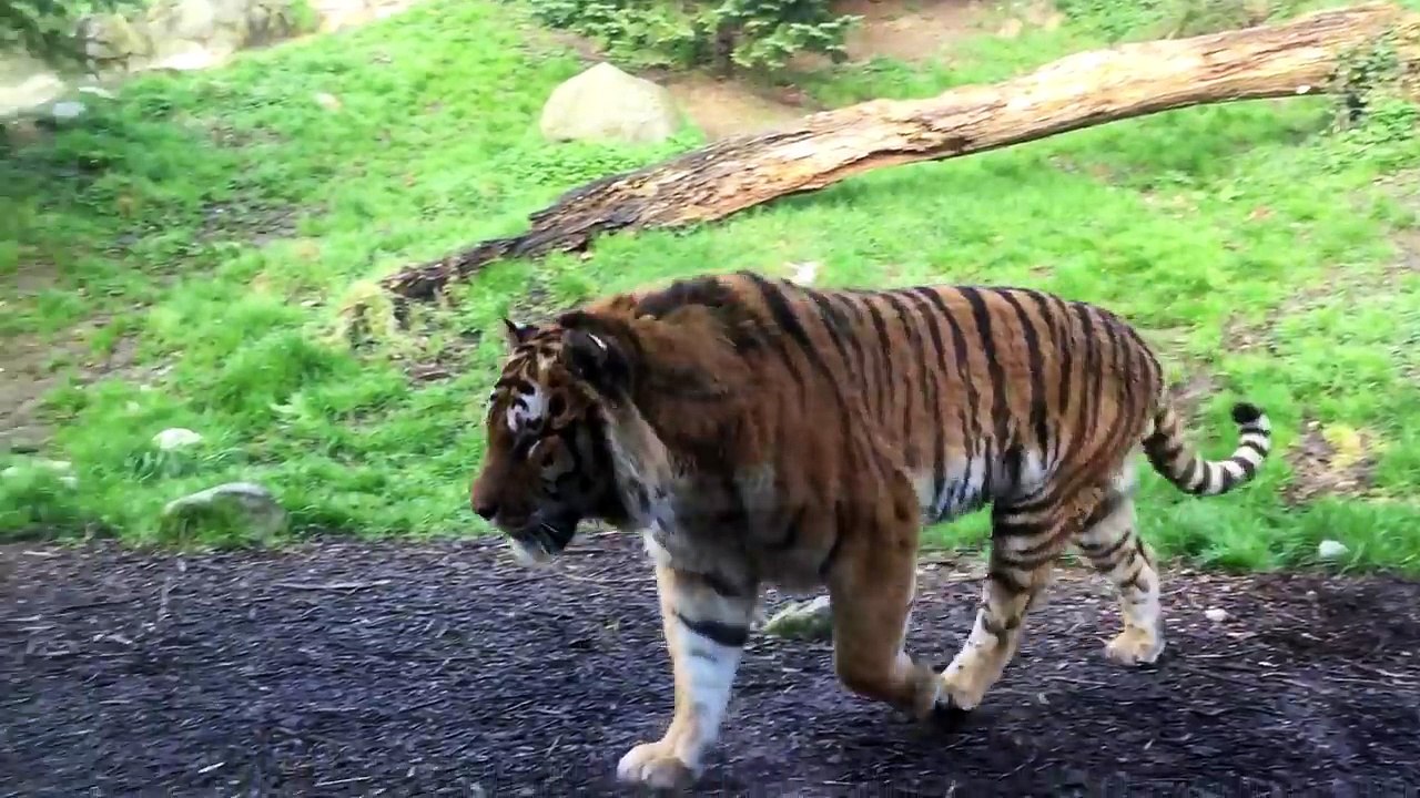 Dublin Zoo wake up call - Tiger Fight