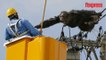 Japon: un chimpanzé échappé du zoo se réfugie sur des lignes électriques