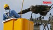 Japon: un chimpanzé échappé du zoo se réfugie sur des lignes électriques