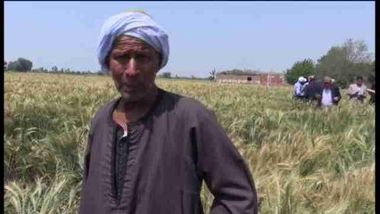 Los cultivos egipcios mejoran su productividad con una tecnología de los 50