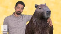 WTF is a capybara and why is it so chill?