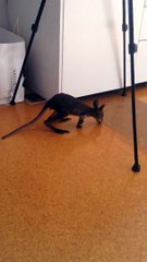Premiers pas d'un bébé kangourou adorable