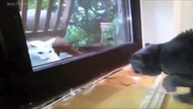 Animals Talking Funny Compilation Talking Cats