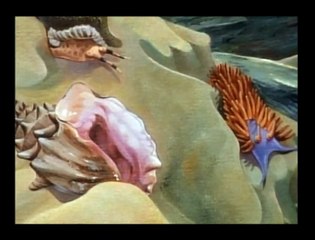 A Multitude of Mollusks