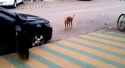 Dog bounces to beats