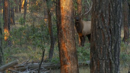 Bowhunt for a Giant 413-Inch Bull Elk