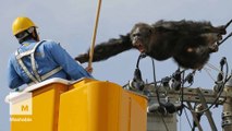 Chimp dances on power lines in daring escape from Japanese zoo