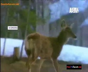 Hunters 6th August 2014 Video Watch Online pt1