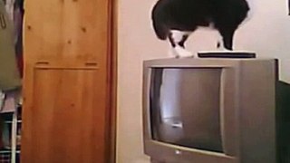 Funny Videos 2015 Funny Cats Video Funny Cat Videos Ever Funny Animals Funny Fails 2015 12