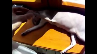 Смешные кошки -- Best funny cat videos