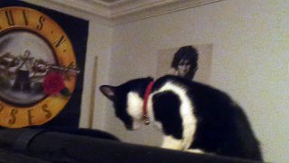 funny cat scared of hair dryer (full version)