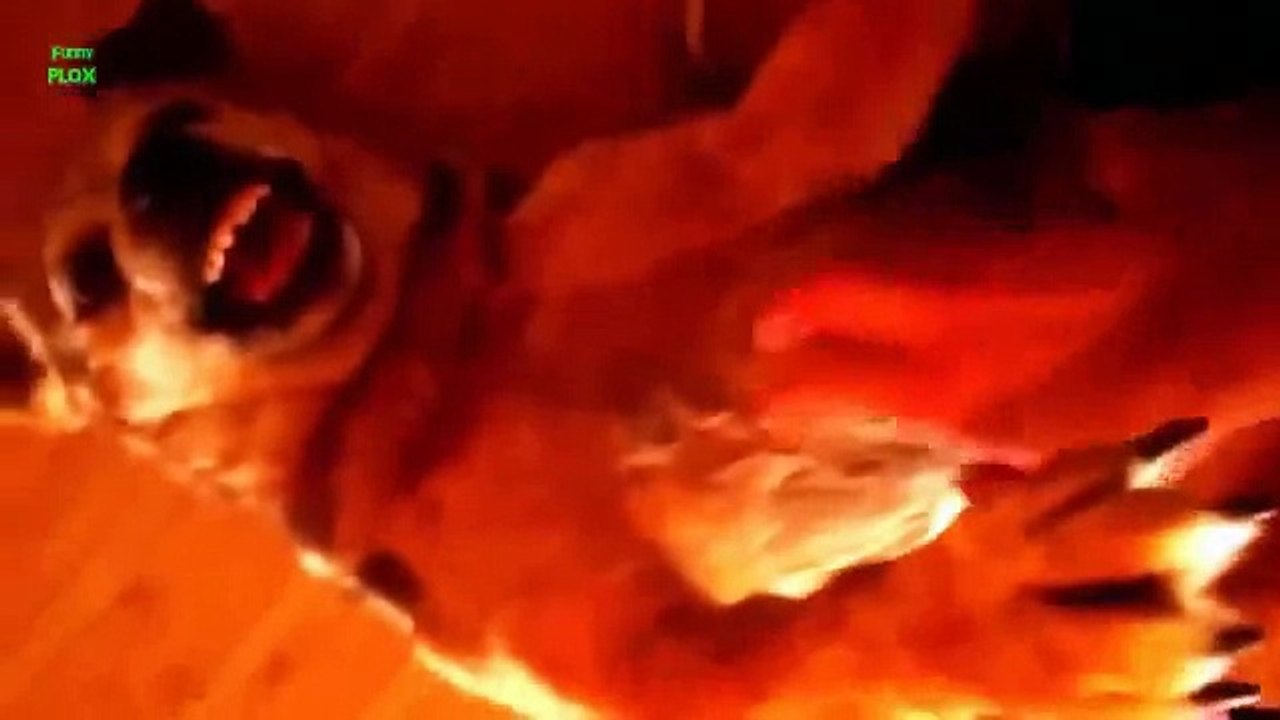 Funny Dogs Smiling Compilation 2014