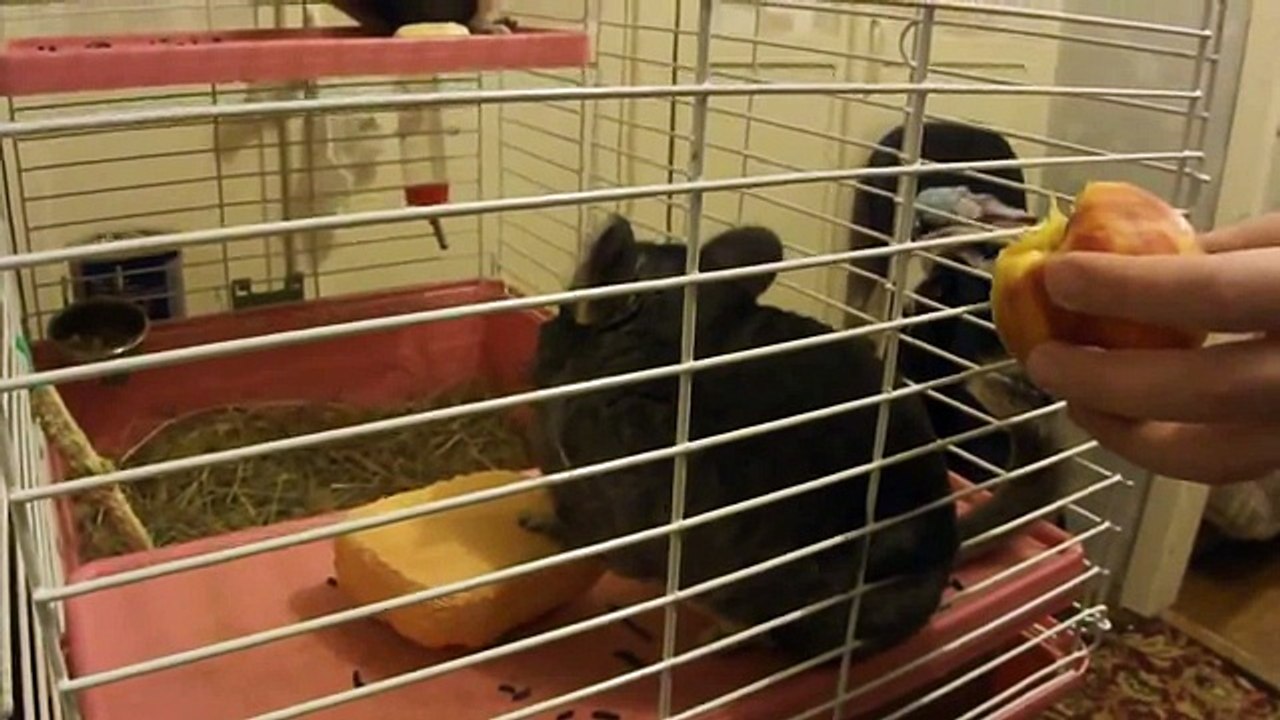 funny hamster best funny animals 2016