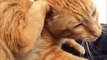 El gato pequeño de Victor Madera, Dulce de Leche. BSO Kill Bill (Nancy Sinatra)