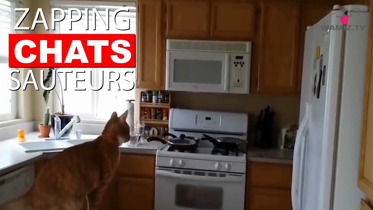 Quand les chats ratent leurs sauts... Tout de suite dans notre Zapping Chats Sauteurs !