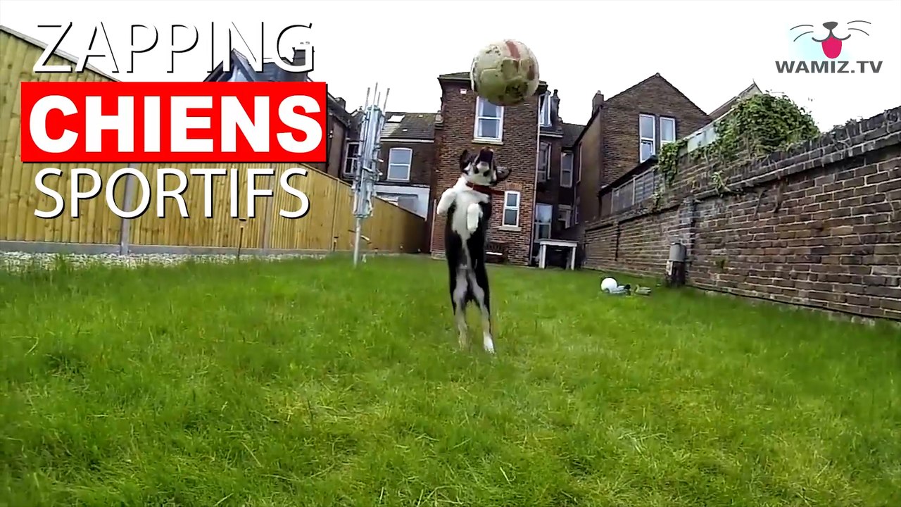 Des chiens qui attrapent des balles comme des sportifs ! Ou presque? Maintenant dans notre Zapping Chiens Sportifs !