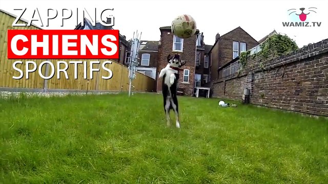 Des chiens qui attrapent des balles comme des sportifs ! Ou presque? Maintenant dans notre Zapping Chiens Sportifs !