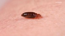 Bed Bugs are Getting Harder to Kill These Days