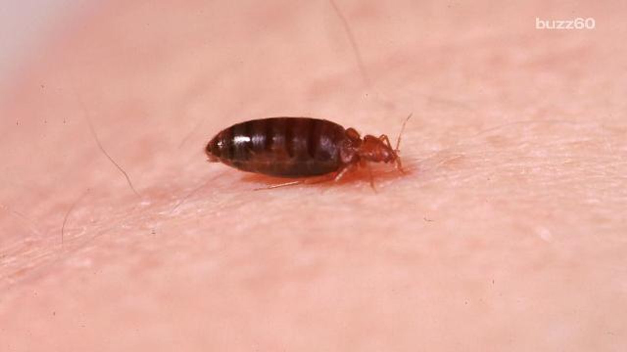 Bed Bugs are Getting Harder to Kill These Days