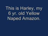 Yellow Naped Amazon - My parrot talking