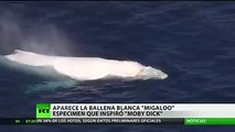 Inmensa ballena blanca es captada en las aguas de Australia