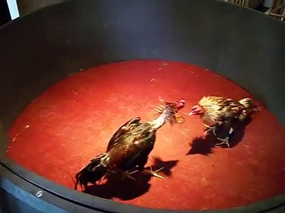 Ayam Bangkok - Dewa Mabuk vs Cherokee ( SOLD to PALEMBANG )