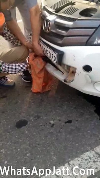 Kutta Kitha Fas Gya