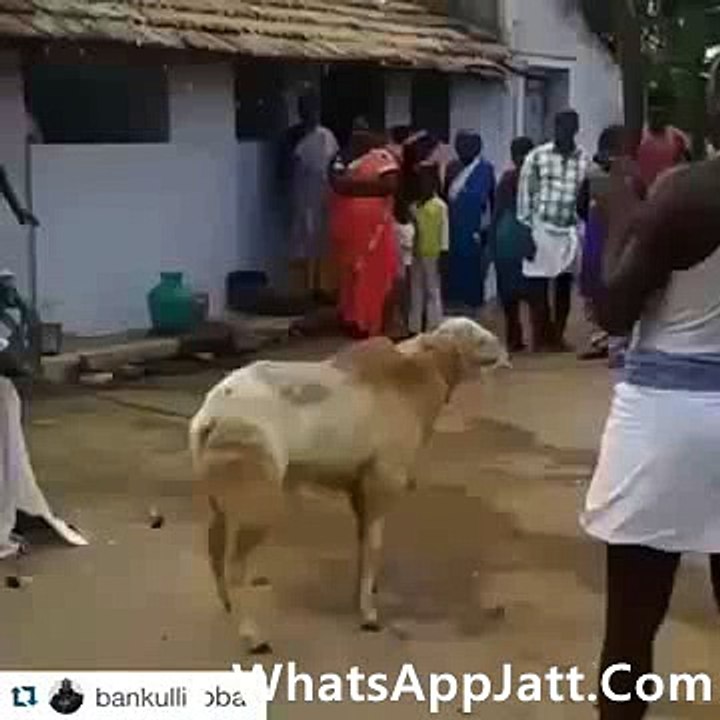 Man Cutting Head Of Sheep But Fail (punjabi version)