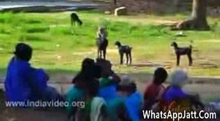 Monkey Driving On lamborghini