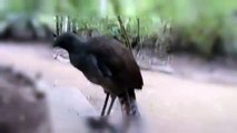 Loiseau Lyre Oiseau Imitateur Vidéo Dailymotion
