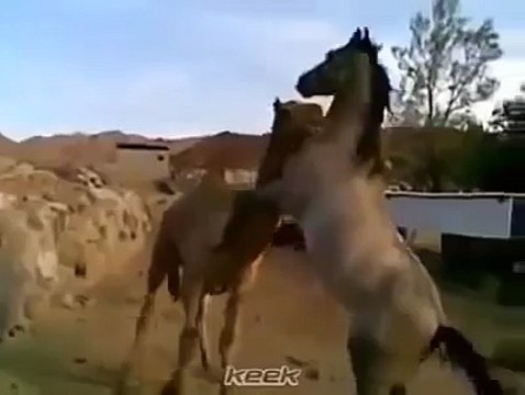 Voici les plus belles images d'amitié animale que j'ai jamais vues. Oh mon dieu.