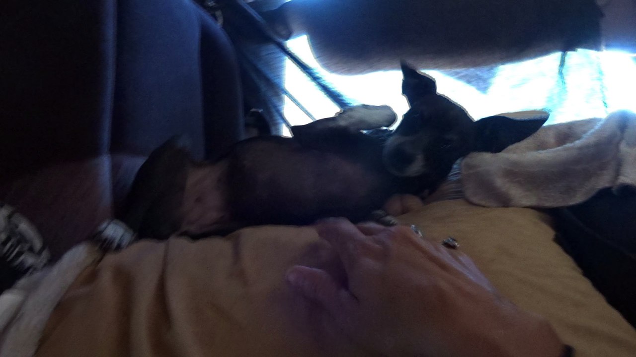 The cutest dog ever