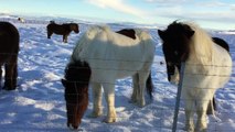 Icelandic Horses