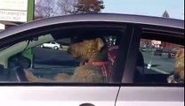 Leur maître les laisse dans la voiture. Ce que font ces chiens en retour est vraiment trop drôle.