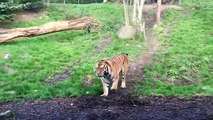 Dublin Zoo wake up call - tiger fight - Tiger attacks on other tiger