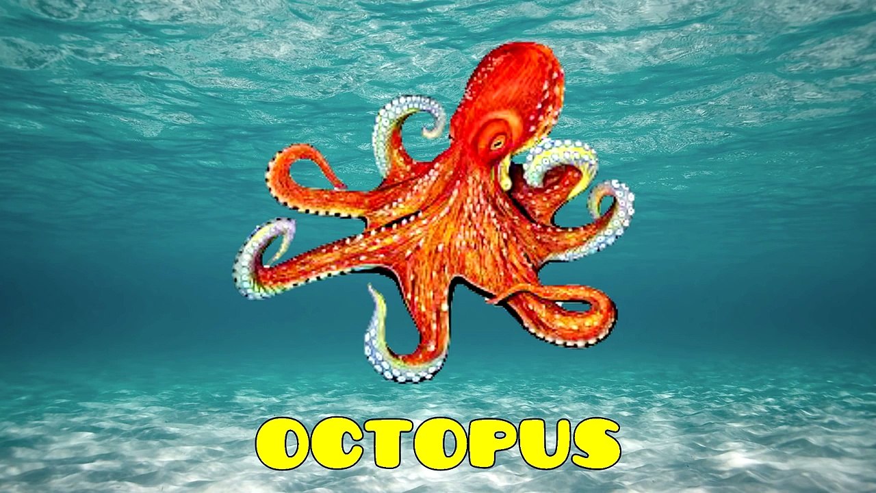 Learn Sea Animals Names and Song for Children