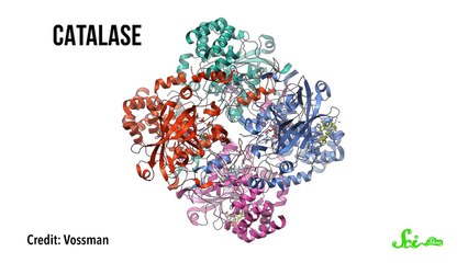 Should You Use Hydrogen Peroxide to Clean Wounds?