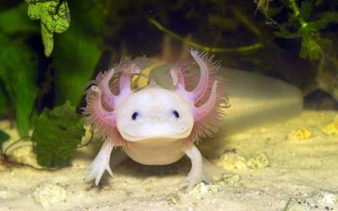 Creación vs Evolución (Documental en Español)