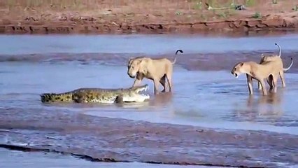 ایک درندے کو دوسرے درندے کها رہے ہیں