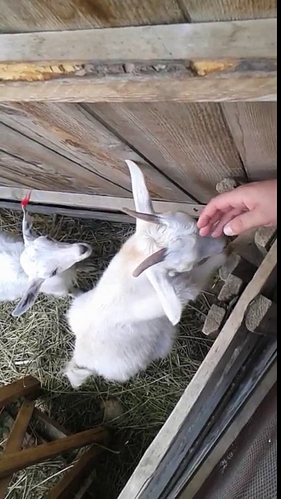 2 Funny Goats !