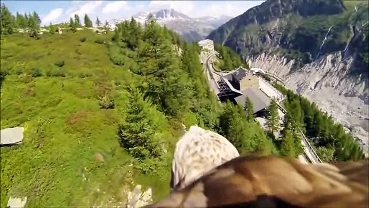 AQVILA - Simbolo Romano, Laziale e Fascista