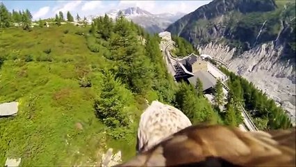 AQVILA - Simbolo Romano, Laziale e Fascista