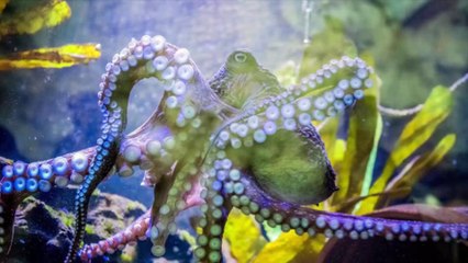 Octopus’ great escape is straight out of a Pixar movie