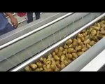 high efficiency quantity potato peeling machine cucumber dicing shredding slicing machine RAZORFISH