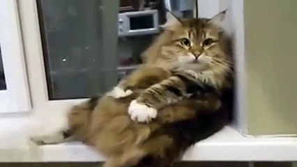 Маникюр зацени. Смешные приколы кошки