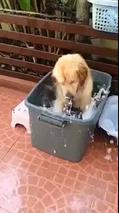 Adorable Rottweiler Puppies Play With Blue Jolly Ball! - Dog Toy