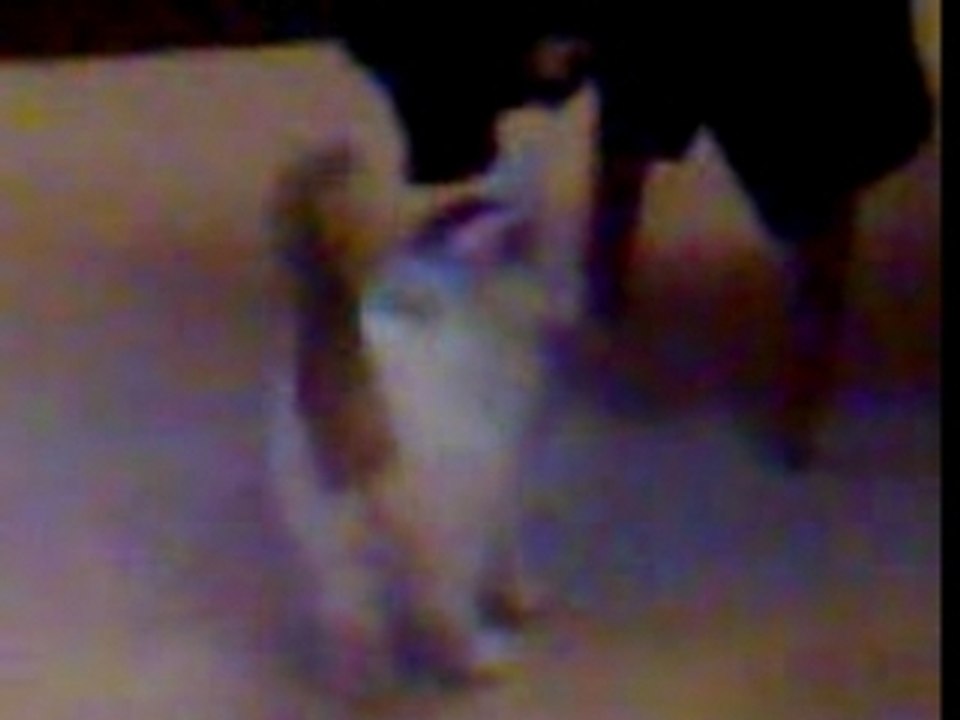 Le chat